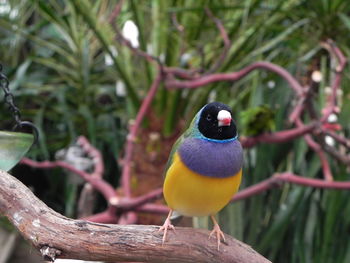 Close-up of bird perching on branch