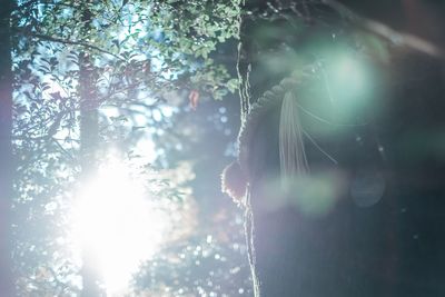Close-up of tree against sun