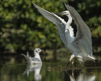 Seagulls flying over lake