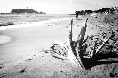 View of driftwood on beach