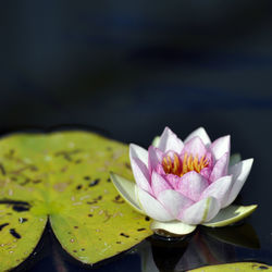Close-up of lotus water lily in pond