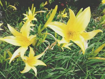 Close-up of day lily blooming outdoors