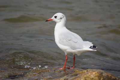 Seagull perching on a sea