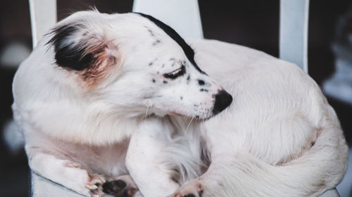 Close-up of dog sleeping at home