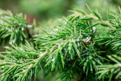 Close-up of wet pine needles