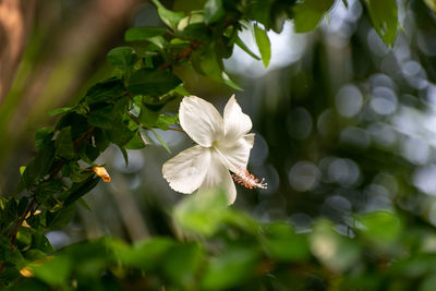 Close-up of white flowering plant