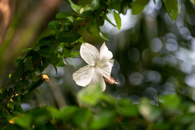 Picture of a beautiful hibiscus, disambiguation- flower isolated on the green blur background.