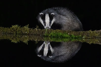 View of an animal over black background