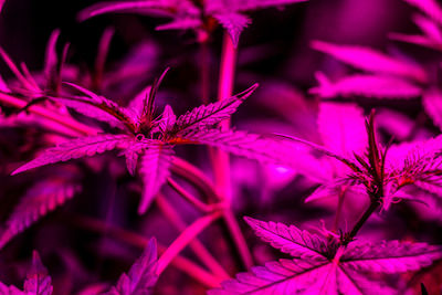 Close-up of pink flowering plant leaves