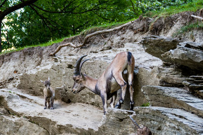 View of two horses on rock