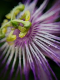 Close-up of purple flowering plant