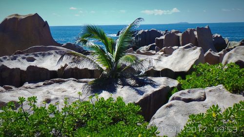 Plants growing on rocks by sea against sky