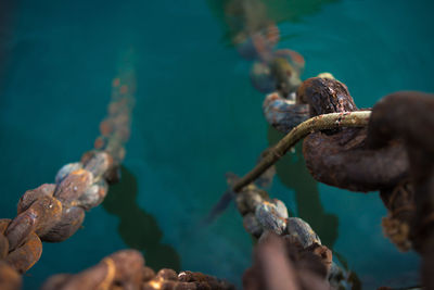 Close-up of hand feeding in sea