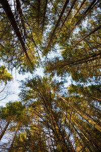 Low angle view of trees against sky