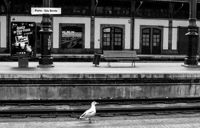 Bird perching on a building