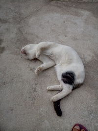 High angle view of cat sleeping on footpath
