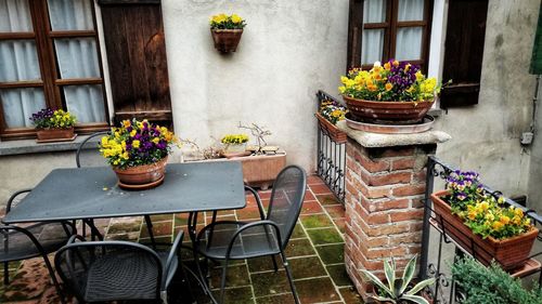 Potted plant on table against building