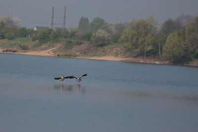 Bird in lake against sky