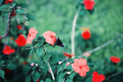 Close-up of insect on red flowers