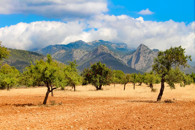 Scenic view of trees on field against sky