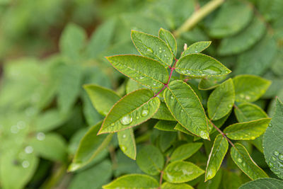 Close-up of wet plant leaves