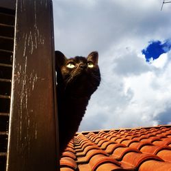 Low angle view of cat on roof against sky