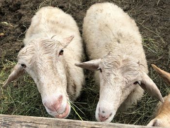 High angle view of sheep on field