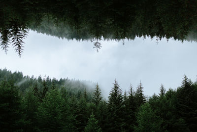 Pine trees in forest against sky