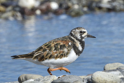 Close-up of bird by water