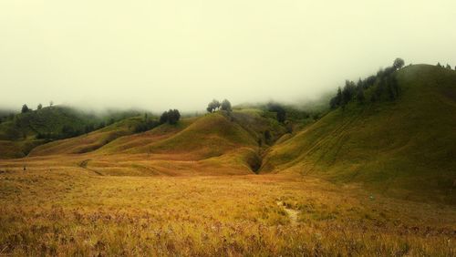 Scenic view of grassy field