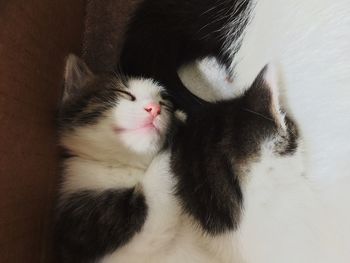 High angle view of cat relaxing at home