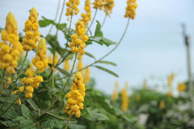 Close-up of yellow flowering plant against sky