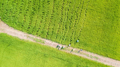 High angle view of agricultural field