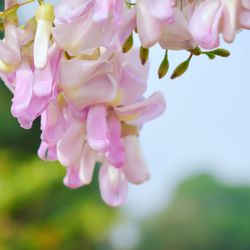 Close-up of pink flowers blooming outdoors