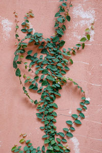 Close-up of ivy on wall