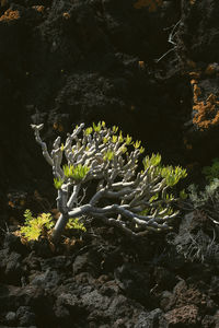 Close-up of water flowing through rocks