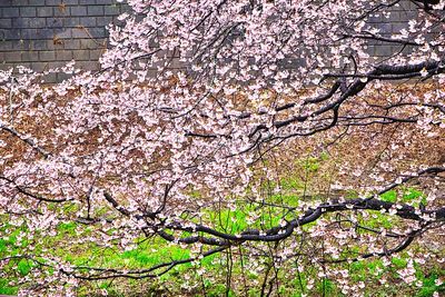 Close-up of cherry blossom tree