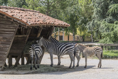 Zebras at zoo