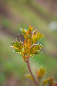 Close-up of yellow flowering plant on field