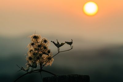 Close-up of insect on plant at sunset