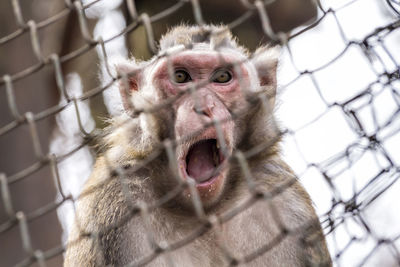 Portrait of monkey with mouth open behind fence