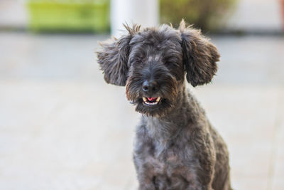 Close-up portrait of a dog