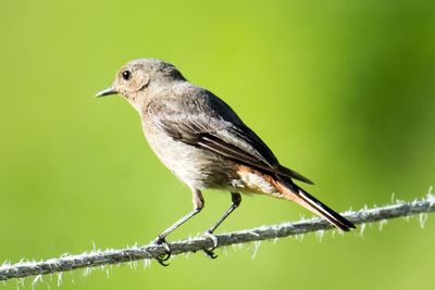 Close-up of bird perching on branch