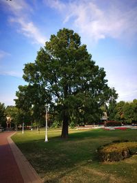 Trees against sky