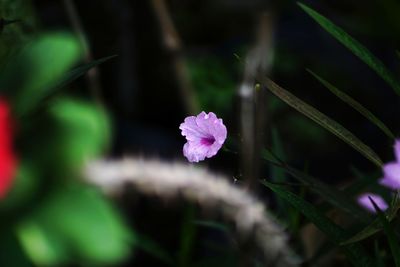 Close-up of purple flowering plant