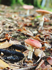 Close-up of mushroom growing on field