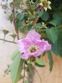 Close-up of pink flower blooming outdoors