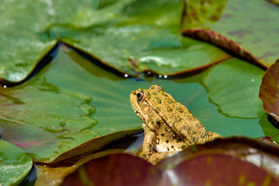 A spotted frog sits on leaves in a pond.