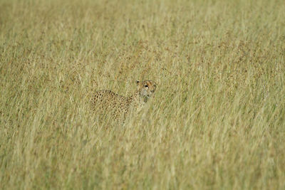 Cheetah hiding in tall grass