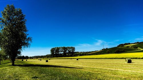 Scenic view of agricultural field against clear blue sky